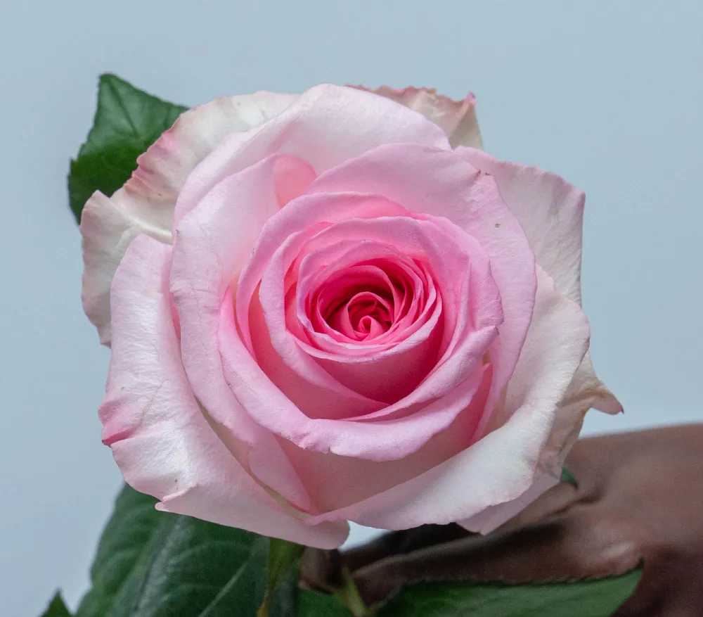 Mandala roses grown by Kikwetu