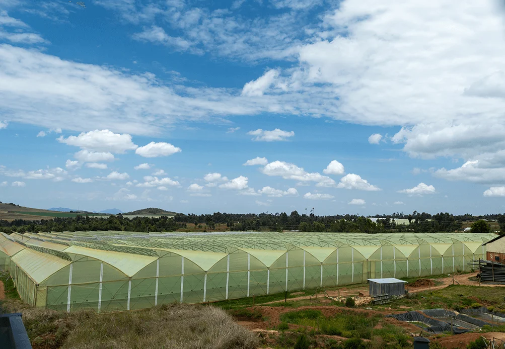 Kikwetu greenhouses in Timau, Kenya