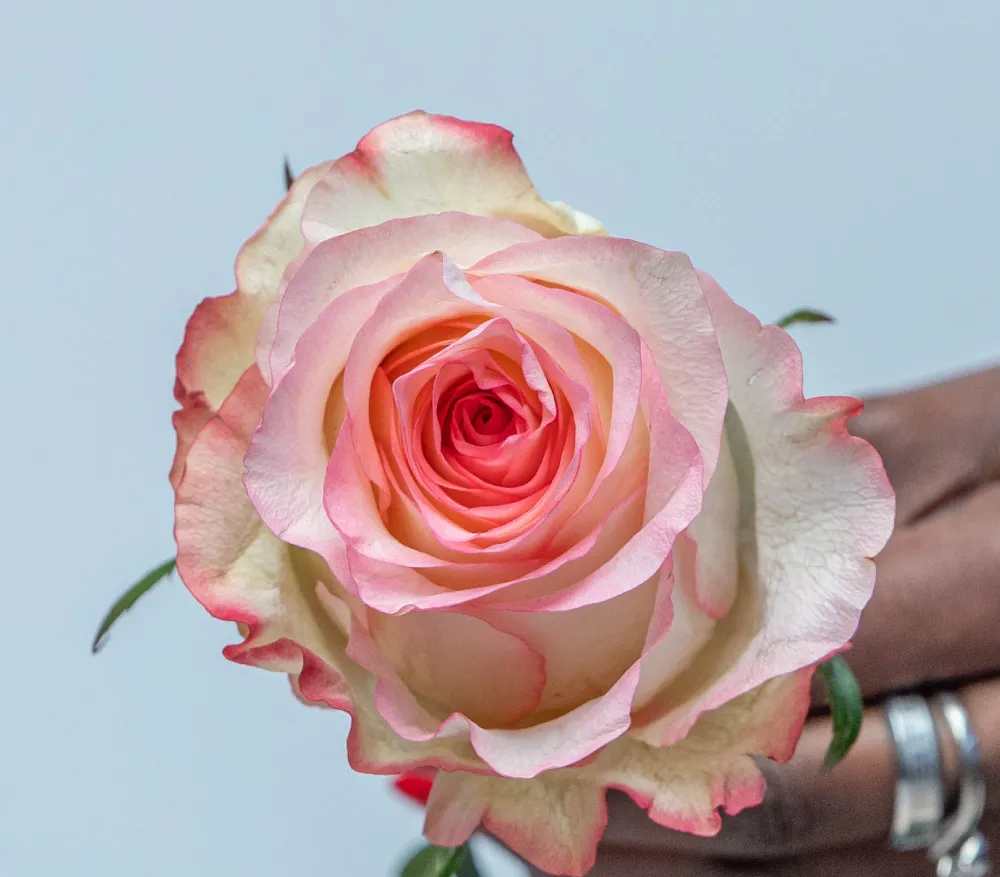 Jumilia roses grown by Kikwetu