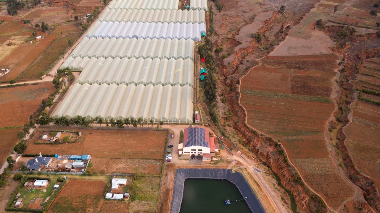 sustainable flower farming at kikwetu flowers, Timau