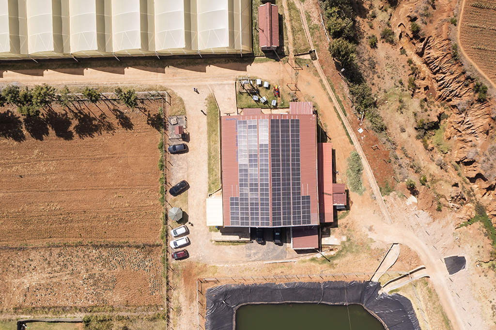 sustainable rose farming with solar power at kikwetu