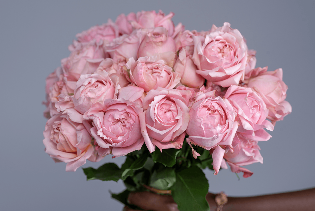 Pink Kenyan Roses Our Premium Kenyan Roses - Kikwetu Flowers