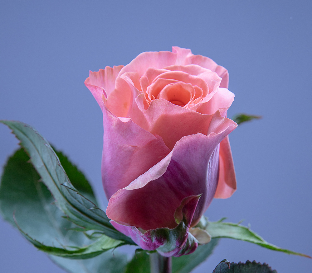 Kaman Roses Our Premium Kenyan Roses - Kikwetu Flowers