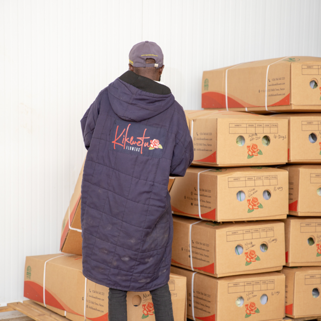 Kenyan premium roses at kikwetu flowers being set up into a cold-room for export