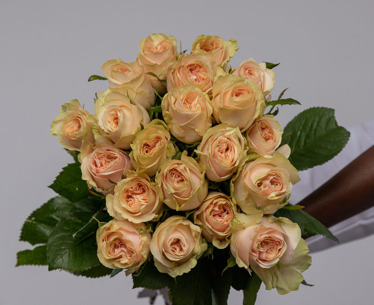 Roxanne Roses Kikwetu Flowers