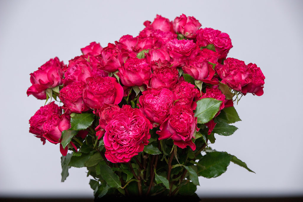 African Magic Roses Our Premium Kenyan Roses - Kikwetu Flowers