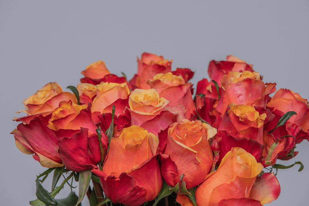 Camaro Roses - Kikwetu Flowers
