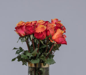 Camaro Roses - Kikwetu Flowers