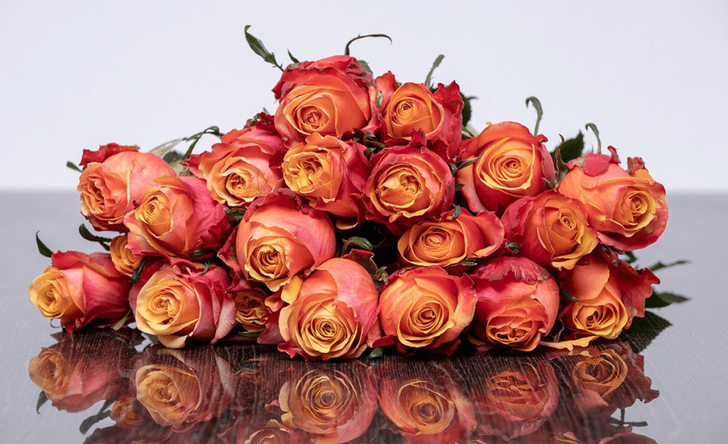 Camaro Roses - Kikwetu Flowers