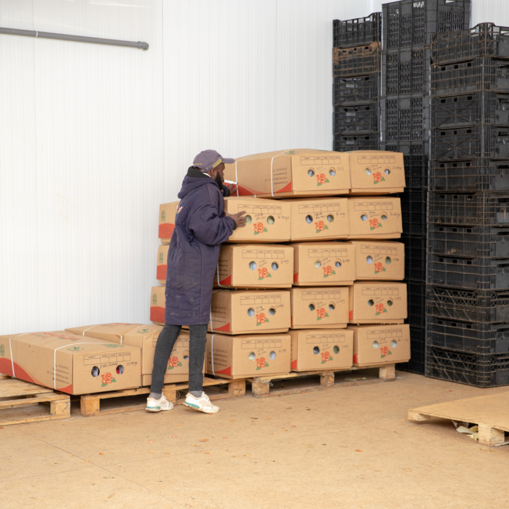 export-grade roses awaiting shipment