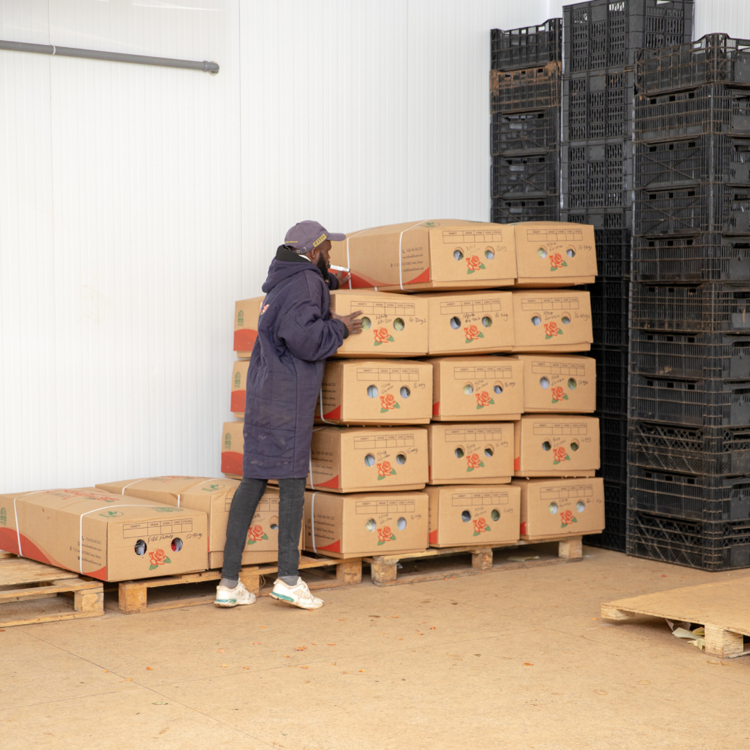 export-grade roses awaiting shipment