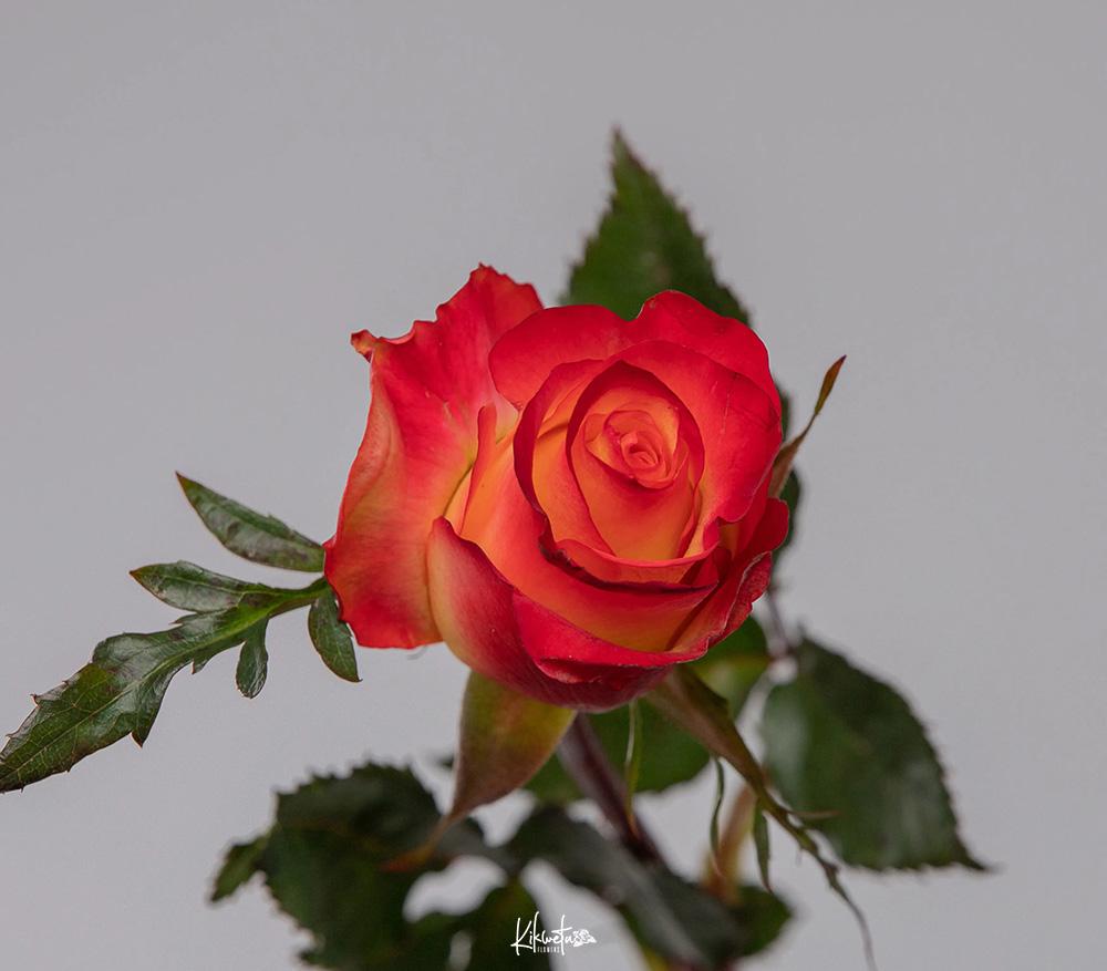 Fire and Flame Roses - Kikwetu Flowers
