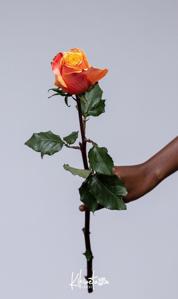 Camaro Roses Camaro Roses - Kikwetu Flowers