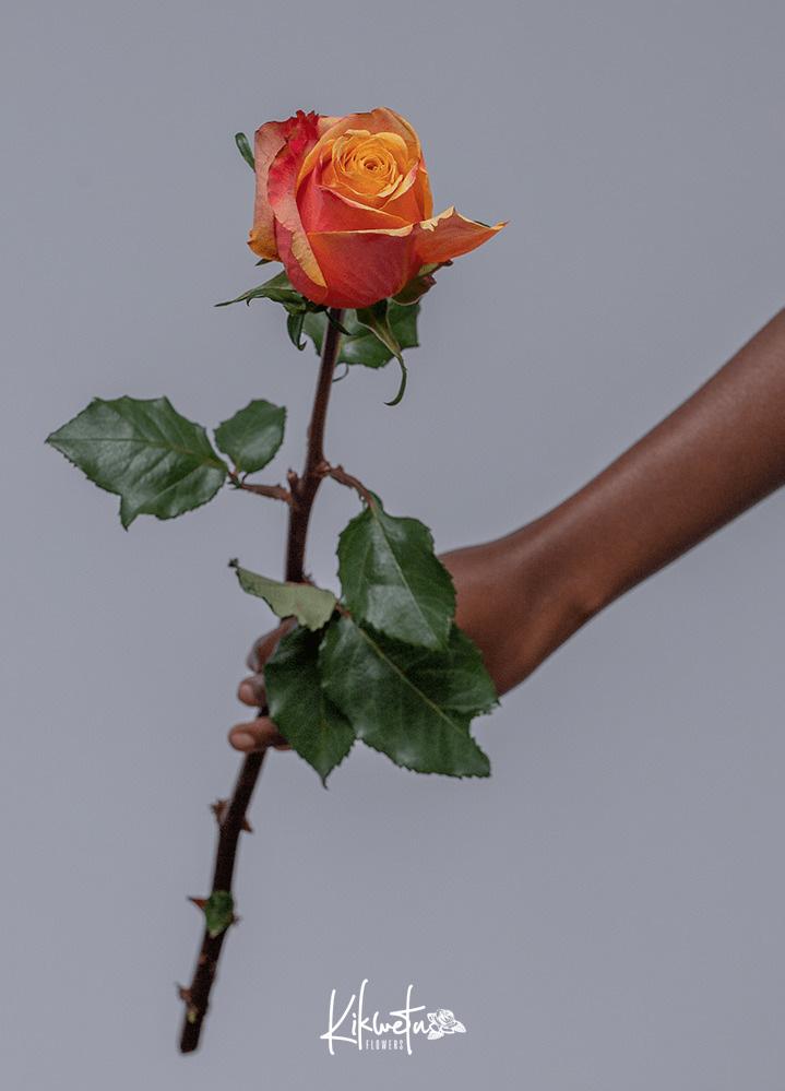 Camaro Roses Camaro Roses - Kikwetu Flowers