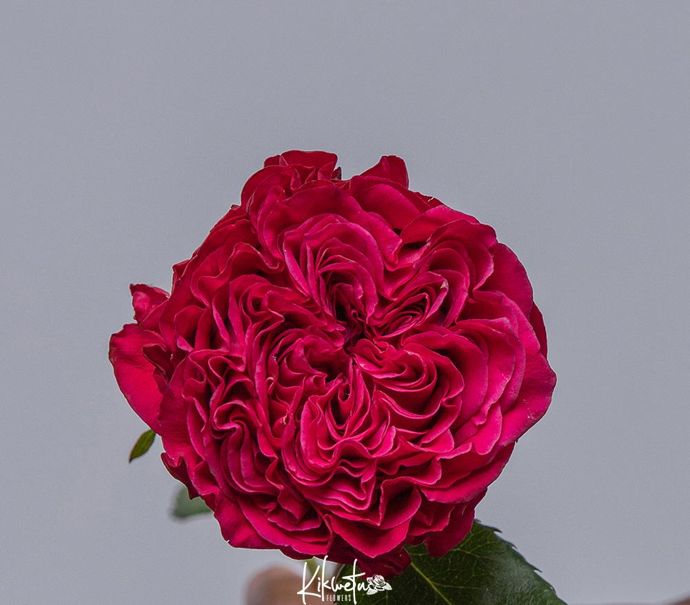 Sun Magic Roses Royal Magic Roses - Kikwetu Flowers