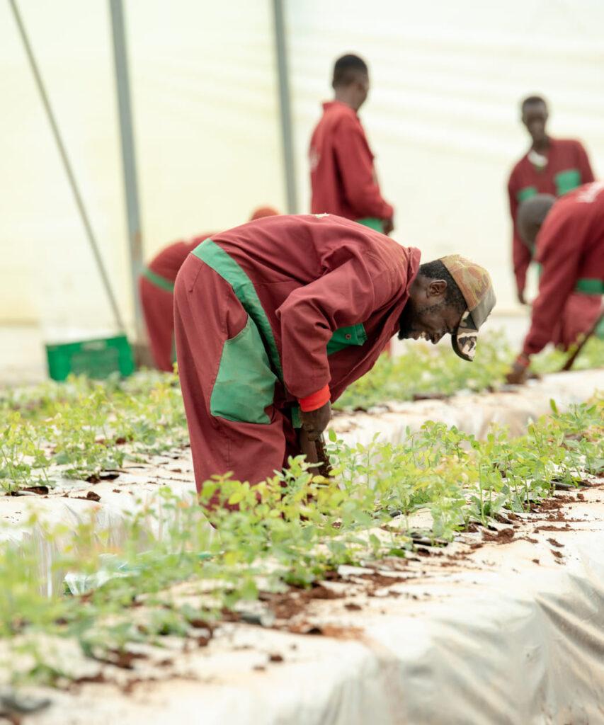 Kikwetu flowers staff tending kenyan roses in their timau greenhouse