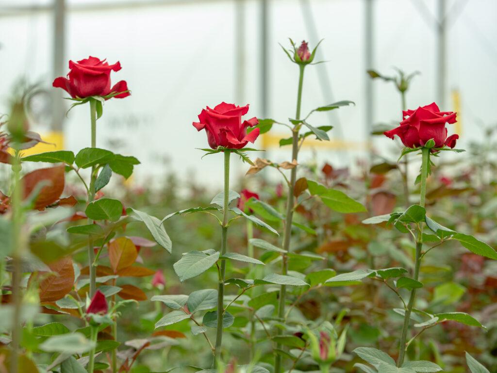 kikwetu roses in stillness - Ever Red