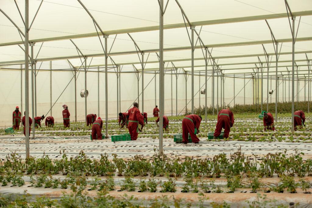 kikwetu export grade roses