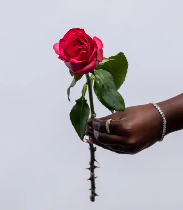 pink floyd -rose color meanings