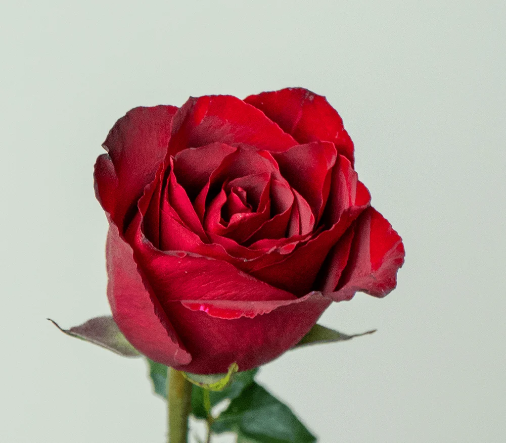 Kikwetu Flowers Ever Red Roses