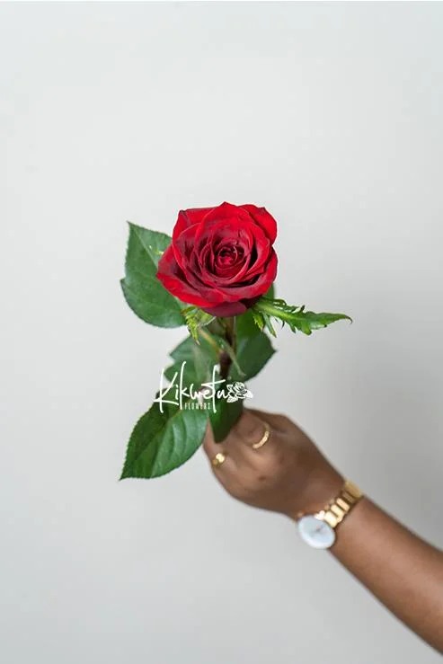 Ever Red Premium Standard Kikwetu rose