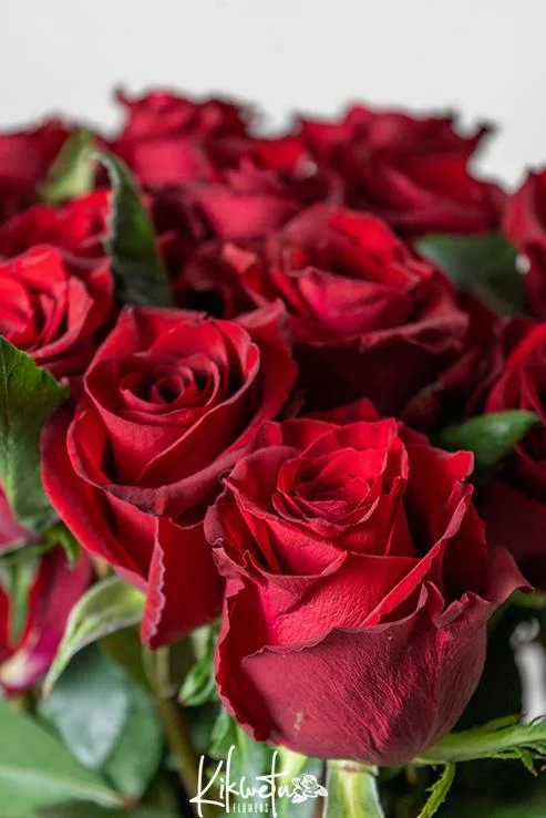 kenyan roses by kikwetu flowers