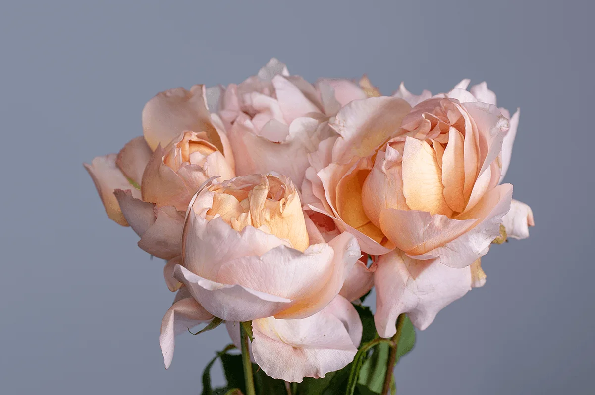 Julietta Honey Roses Kikwetu Flowers