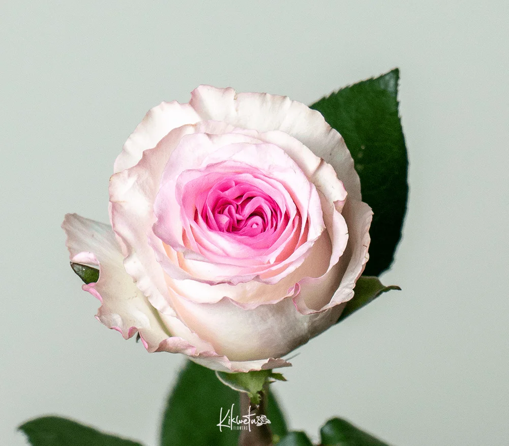 kikwetu - mandala kenyan rose
