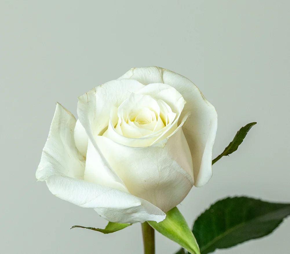 Kenyan Premium roses