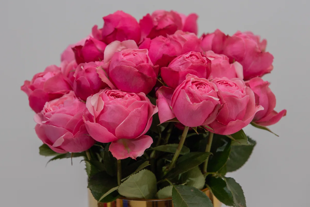Silver Pink Kikwetu Flowers