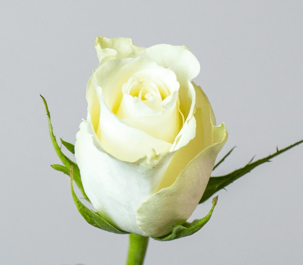 Kikwetu Kenyan Premium Rose Flowers