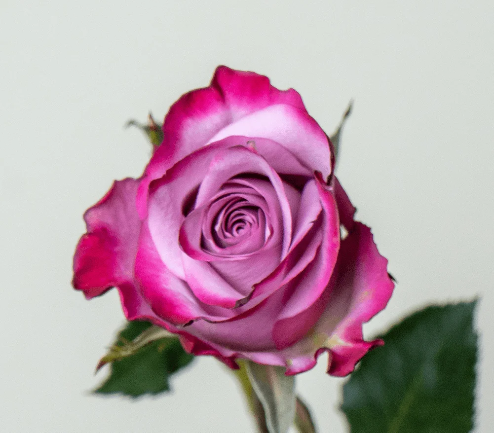 Kikwetu Roses Deep Purple Rose