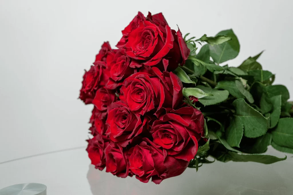 Ever Red kikwetu Roses