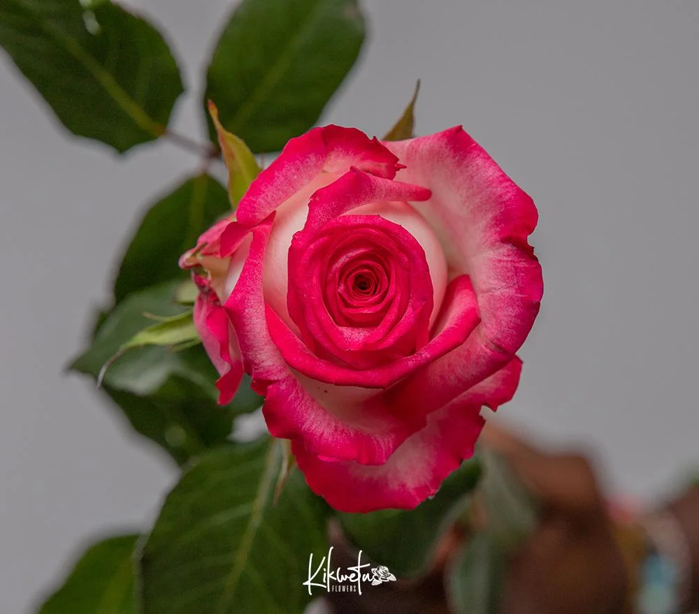 Fluence Premium Roses