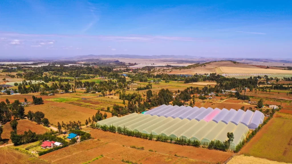 kenyan rose fields in Timau