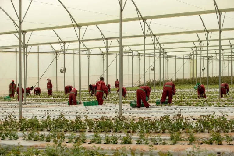 kenyan roses exporter at kikwetu flowers
