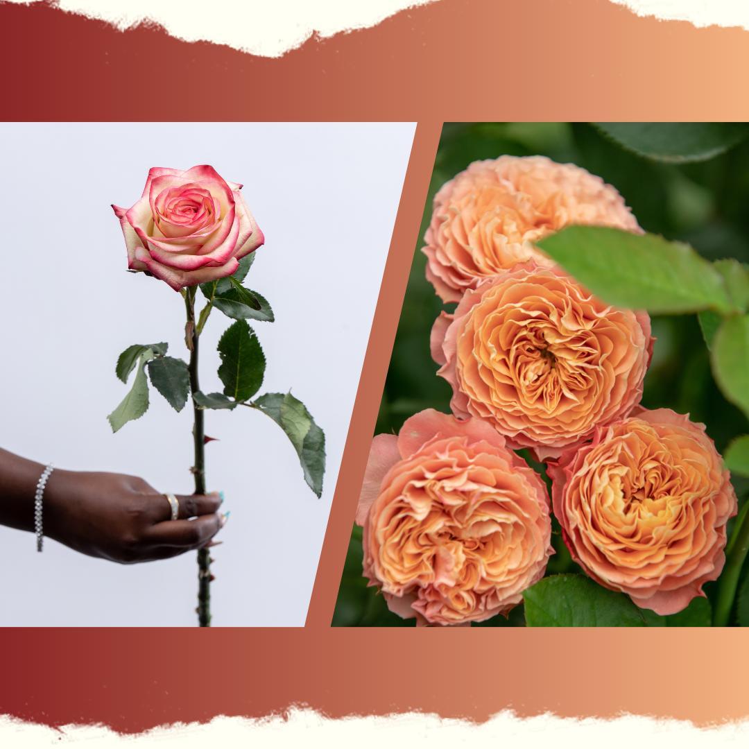 7 Key Differences Between Spray and Standard Roses
