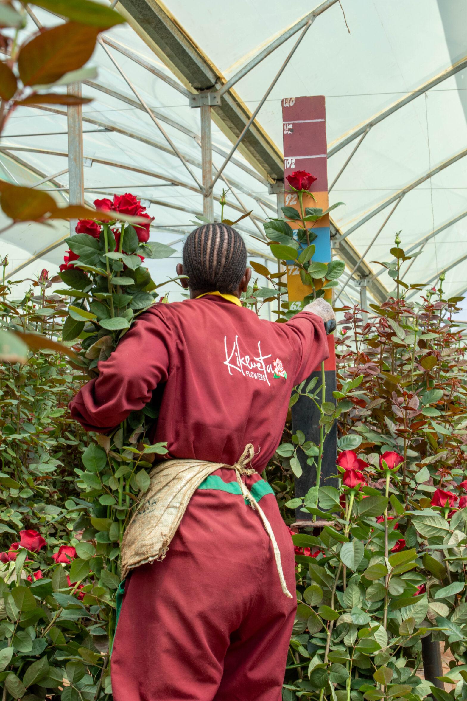 A day in the life of a kenyan kikwetu rose