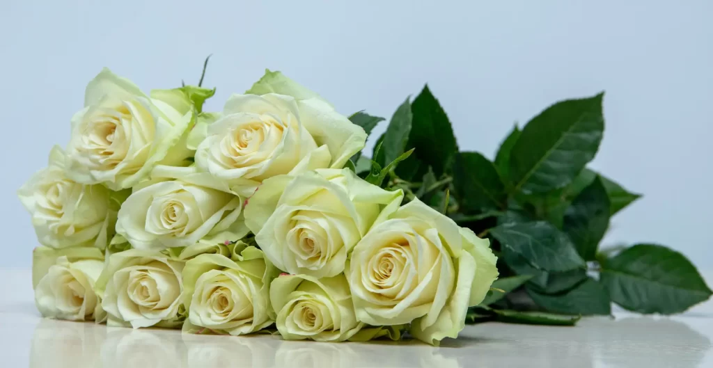 wholesale mother's day roses