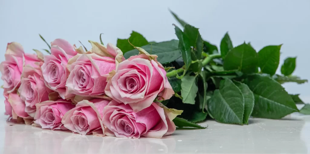 reliable rose exporter -Athena royale 