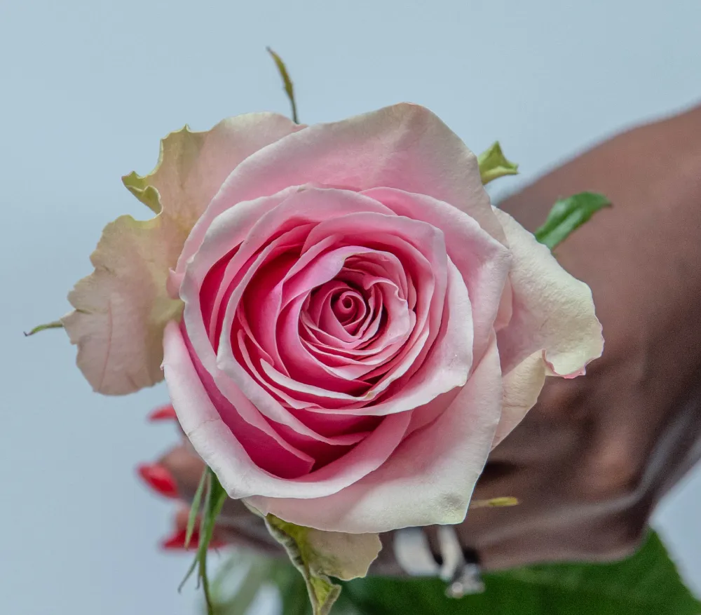 premium kenyan roses at kikwetu