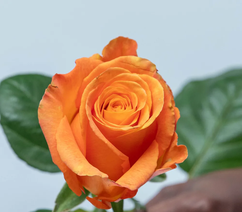 confidential-kikwetu roses