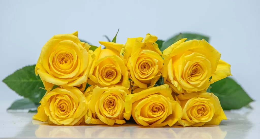 Kikwetu's gold-finch roses