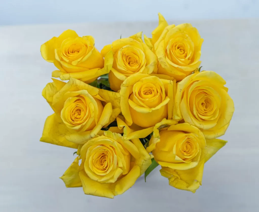 gold finch yellow rosee by kikwetu