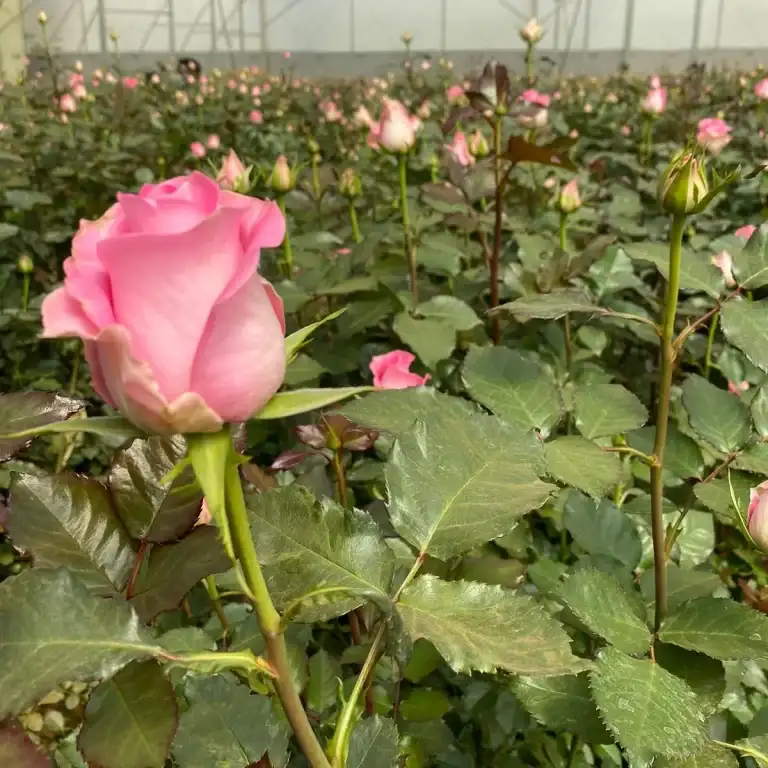 kikwetu roses in the new year