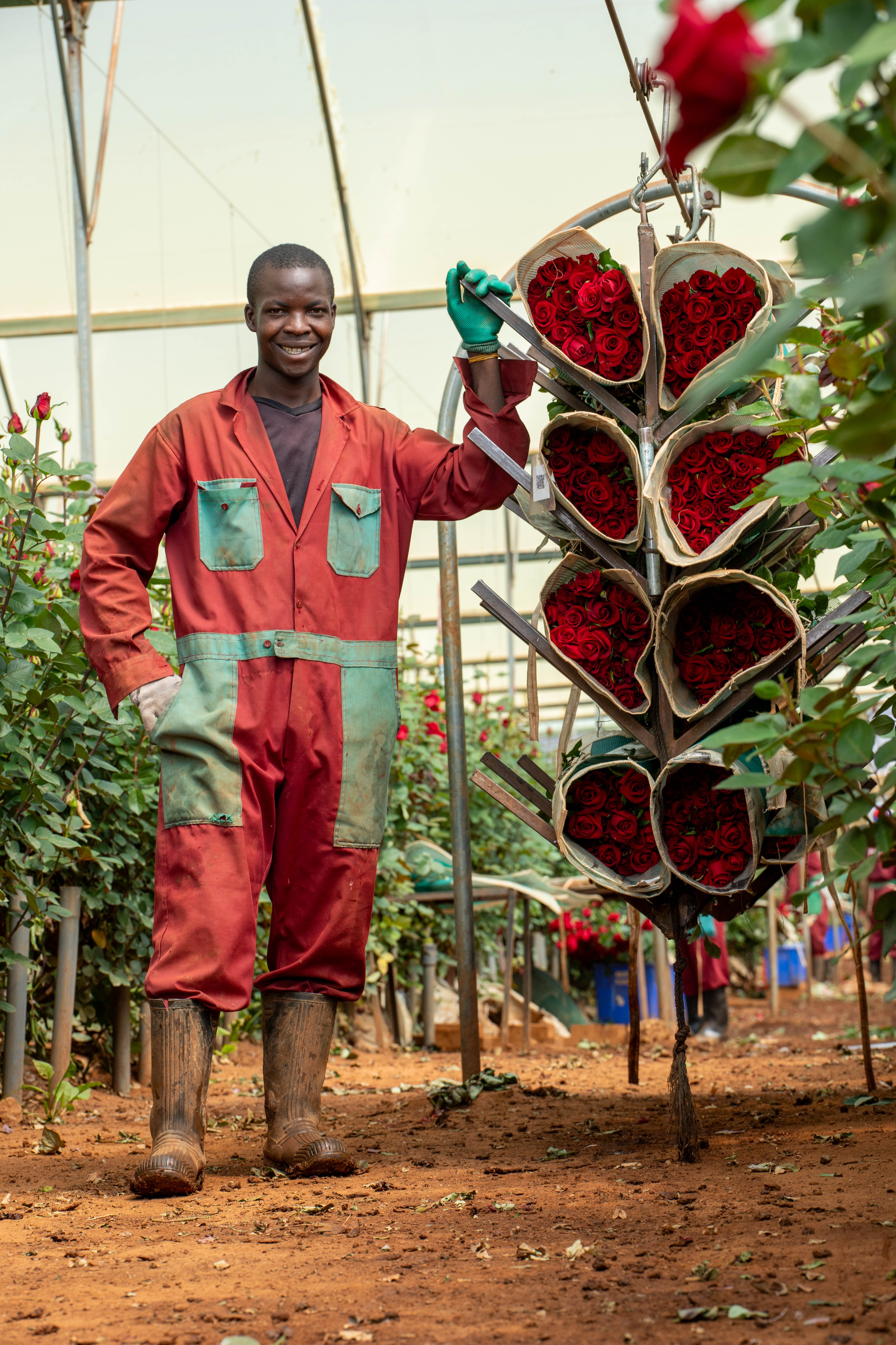 Valentine roses at kikwetu flowers