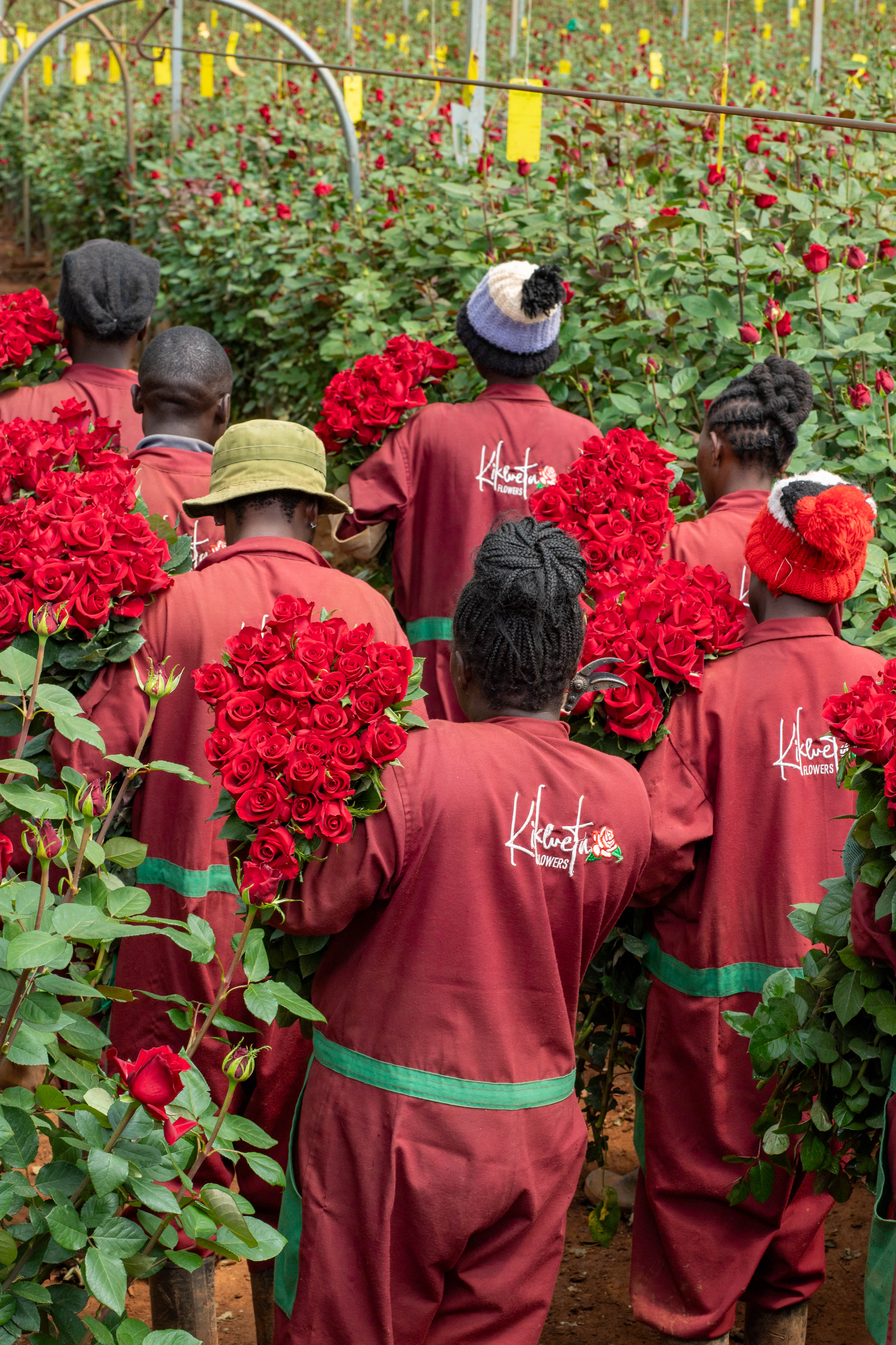 premium kenyan roses harvested in the morning