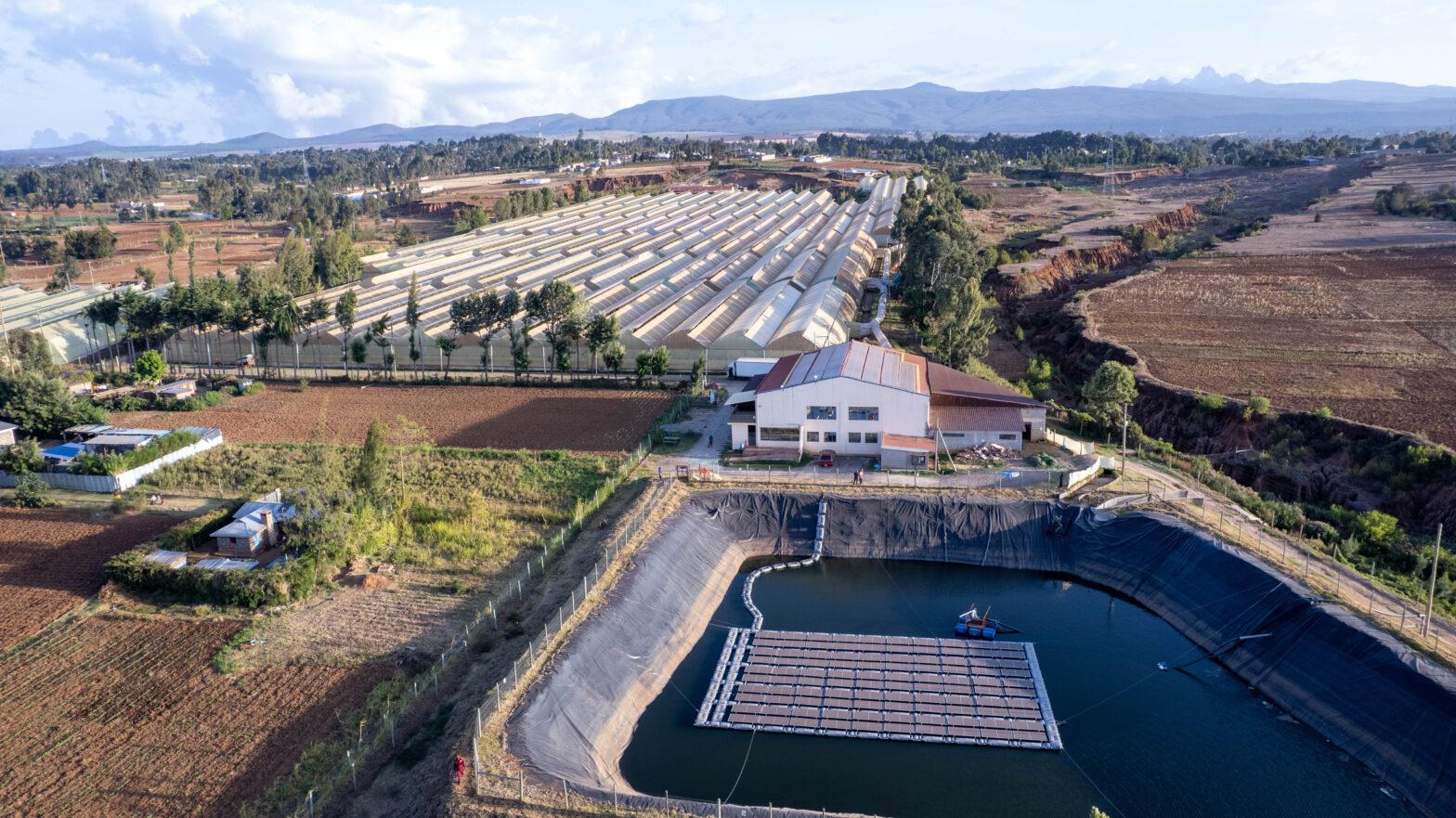 premium rose sourcing- kikwetu