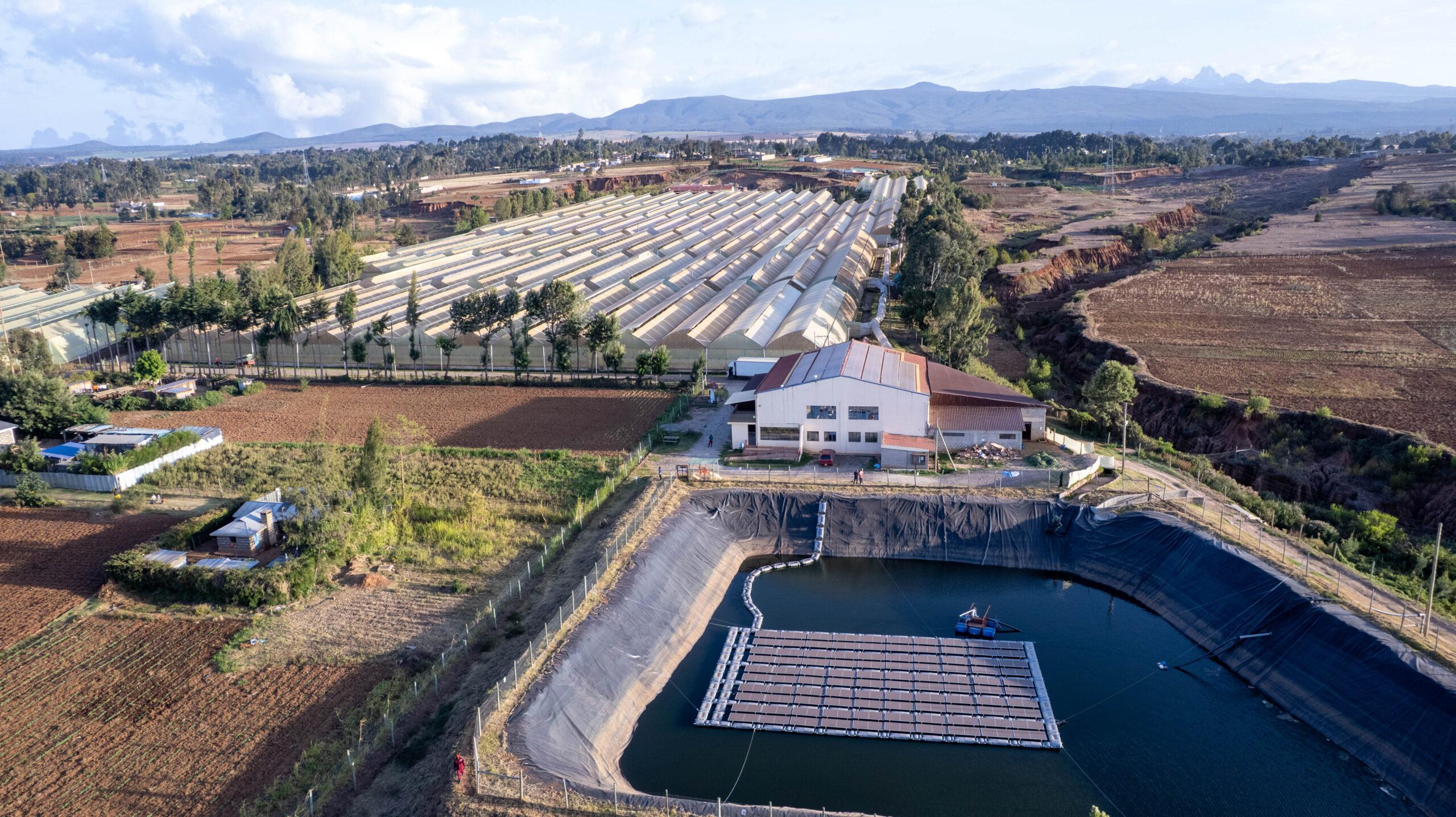 premium rose sourcing- kikwetu