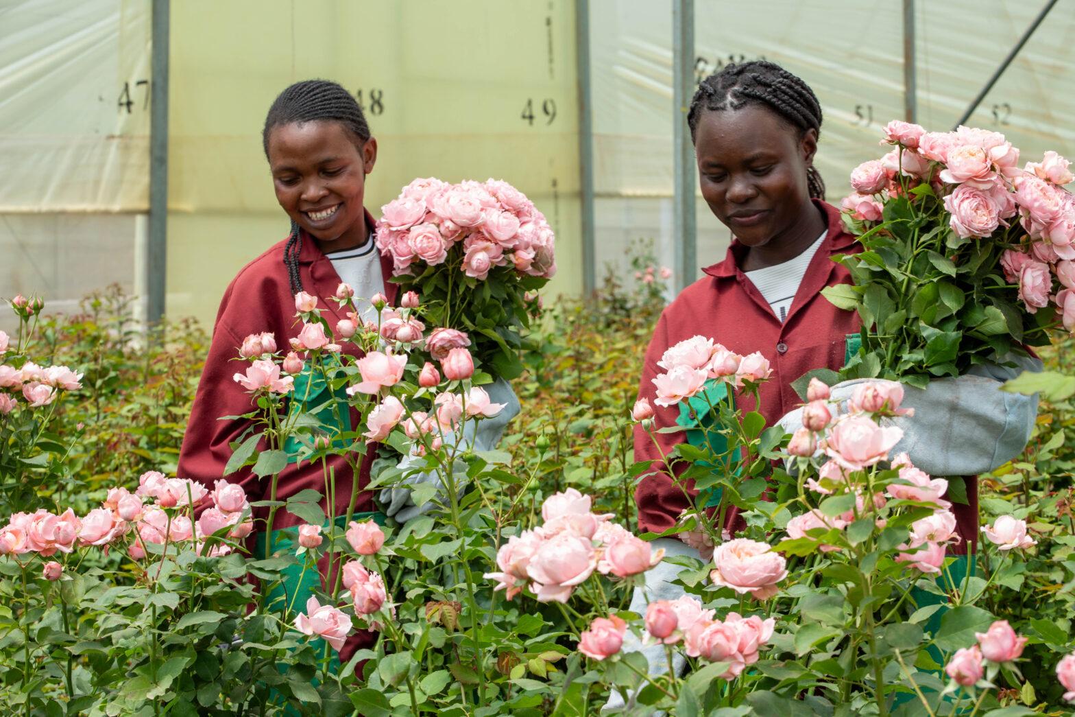 transparency in floriculture at kikwetu flowers